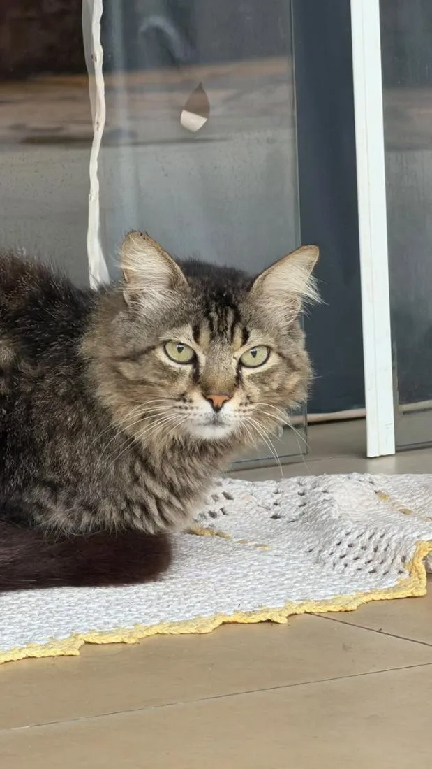 Gato raça SRD-ViraLata idade 6 ou mais anos nome Boulos