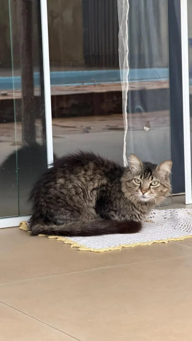 Gato raça SRD-ViraLata idade 6 ou mais anos nome Boulos