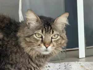 Gato raça SRD-ViraLata idade 6 ou mais anos nome Boulos