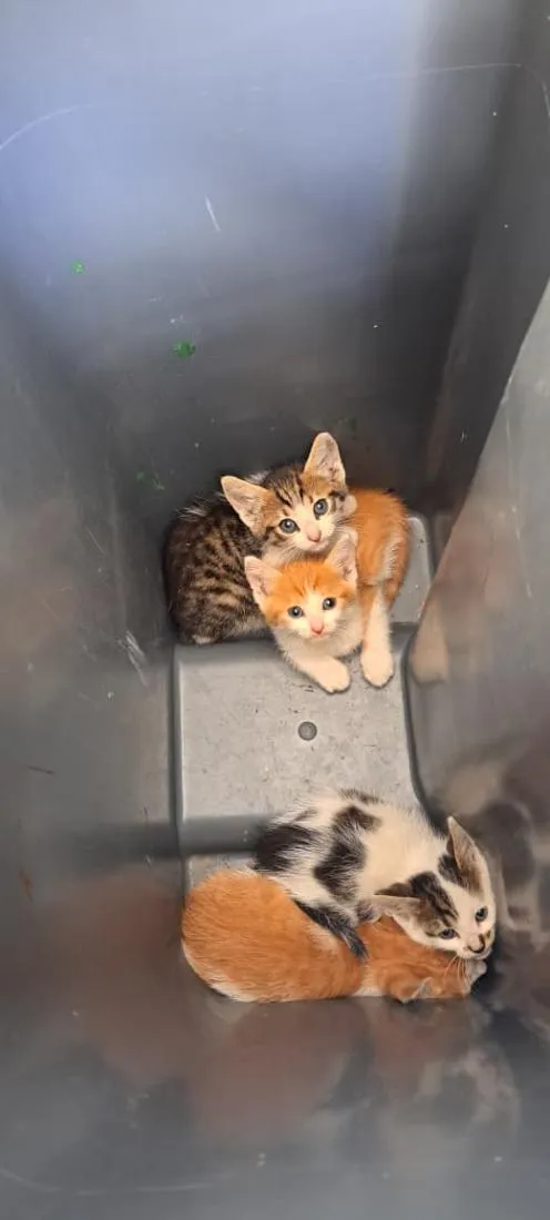 Gato raça SRD-ViraLata idade 2 a 6 meses nome Garfield, Penélope, Sol