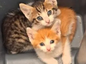 Gato raça SRD-ViraLata idade 2 a 6 meses nome Garfield, Penélope, Sol