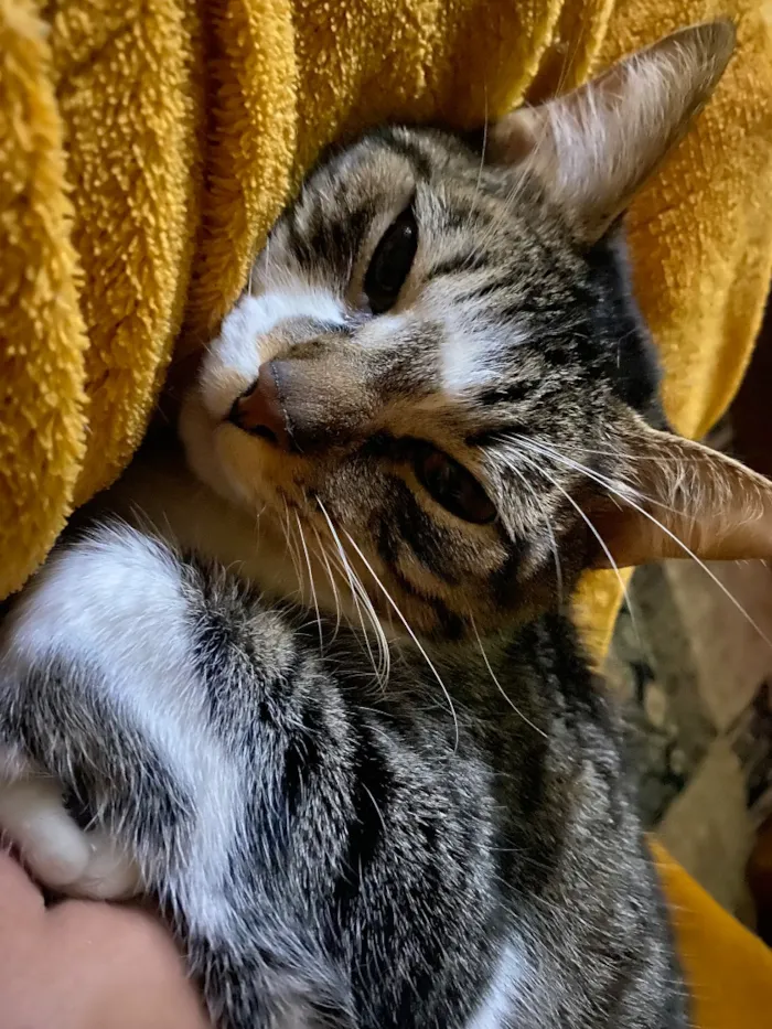 Gato raça SRD-ViraLata idade 1 ano nome Chico