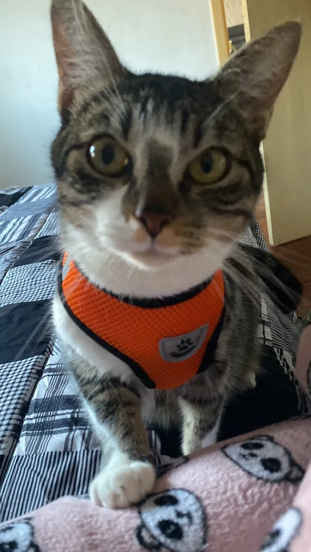 Gato raça SRD-ViraLata idade 1 ano nome Chico