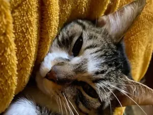 Gato raça SRD-ViraLata idade 1 ano nome Chico