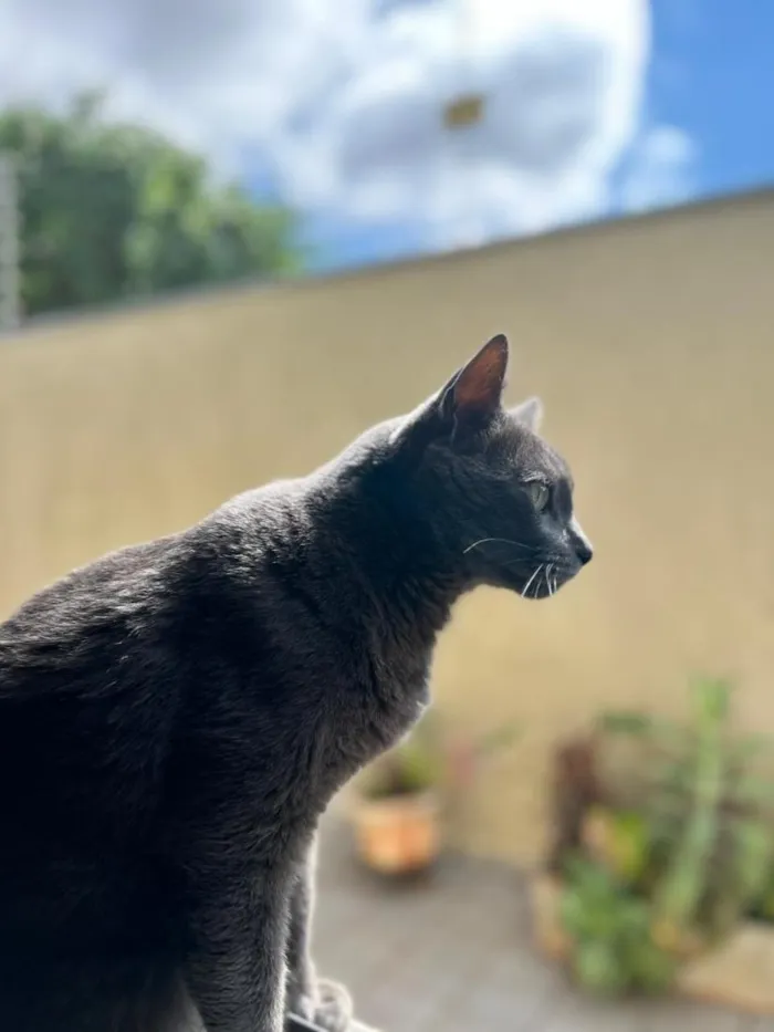 Gato raça SRD-ViraLata idade 6 ou mais anos nome Irineu