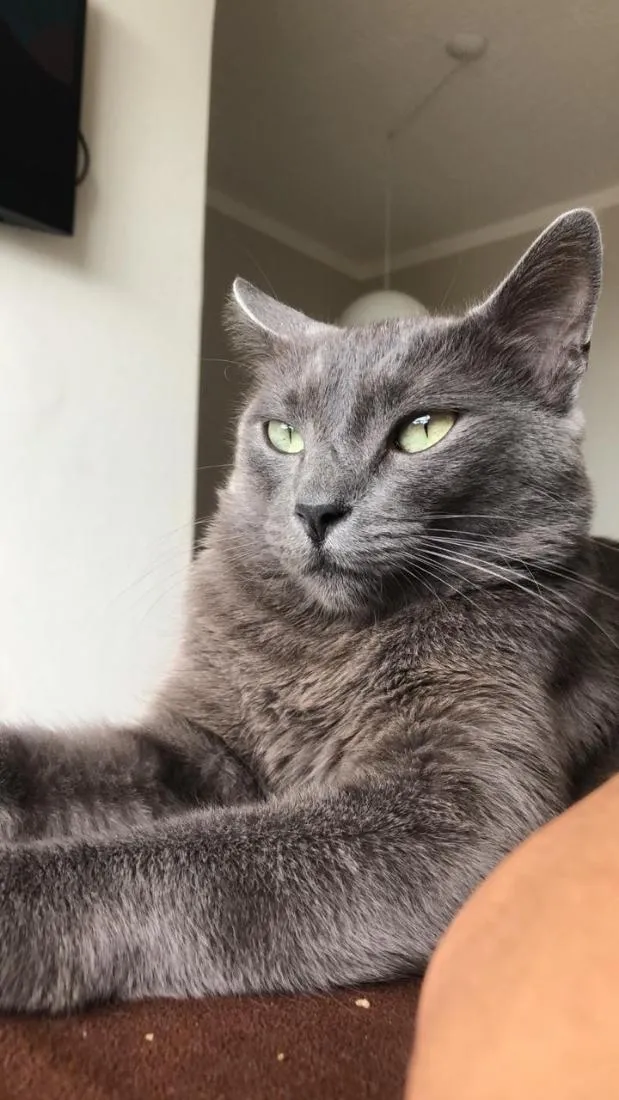 Gato raça SRD-ViraLata idade 6 ou mais anos nome Irineu