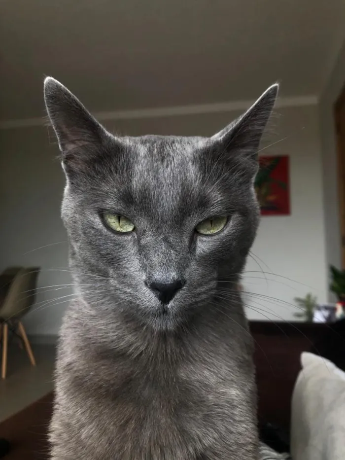 Gato raça SRD-ViraLata idade 6 ou mais anos nome Irineu