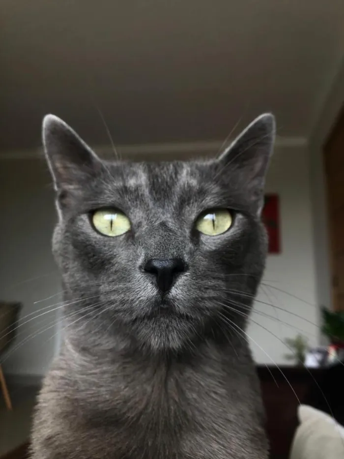 Gato raça SRD-ViraLata idade 6 ou mais anos nome Irineu
