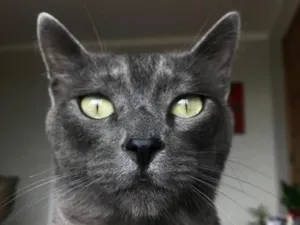 Gato raça SRD-ViraLata idade 6 ou mais anos nome Irineu