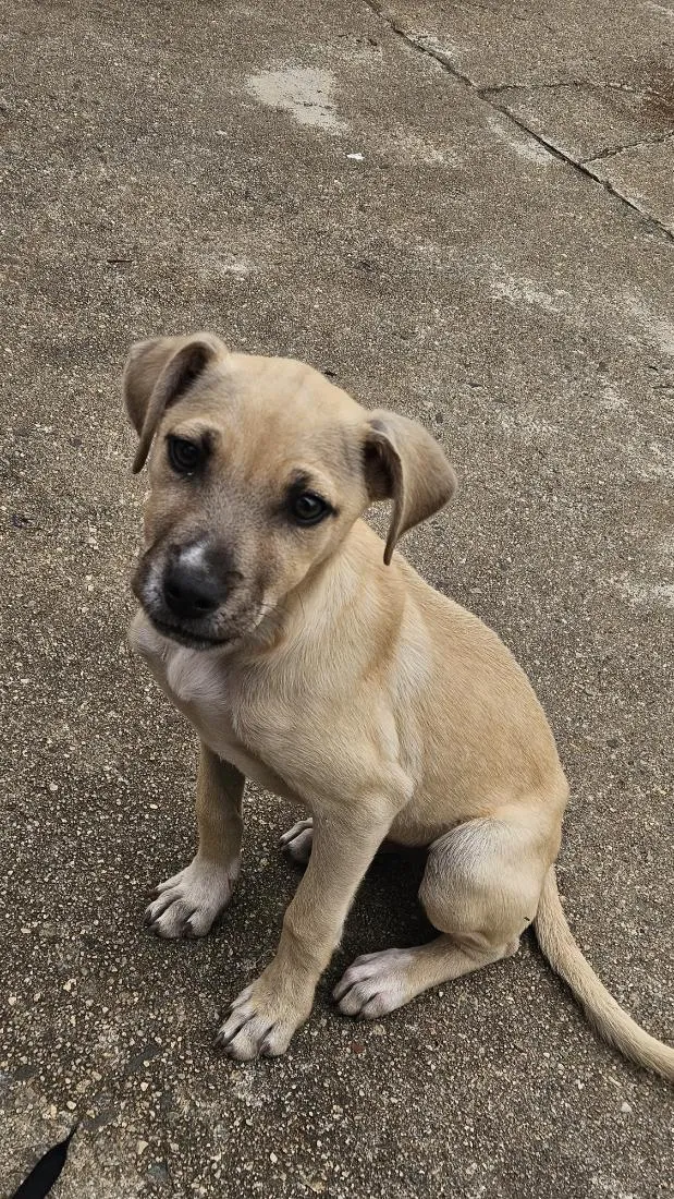 Cachorro raça SRD-ViraLata idade 2 a 6 meses nome Kira