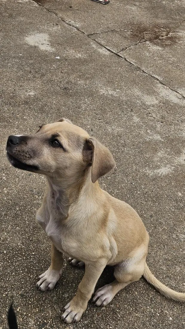 Cachorro raça SRD-ViraLata idade 2 a 6 meses nome Kira