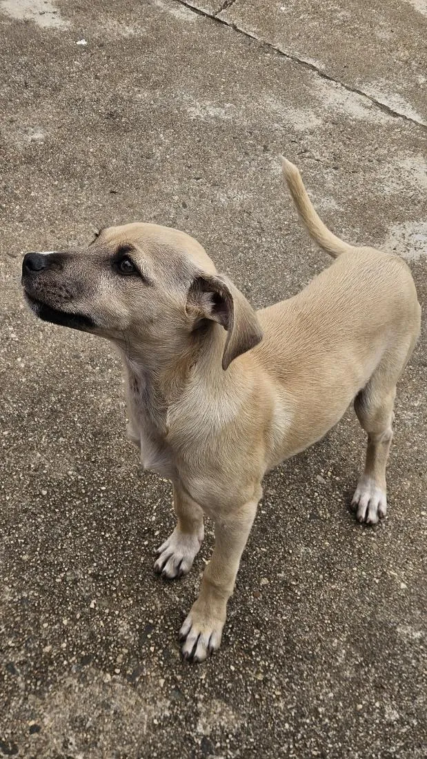 Cachorro raça SRD-ViraLata idade 2 a 6 meses nome Kira