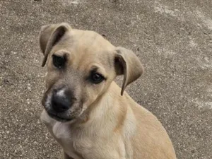 Cachorro raça SRD-ViraLata idade 2 a 6 meses nome Kira