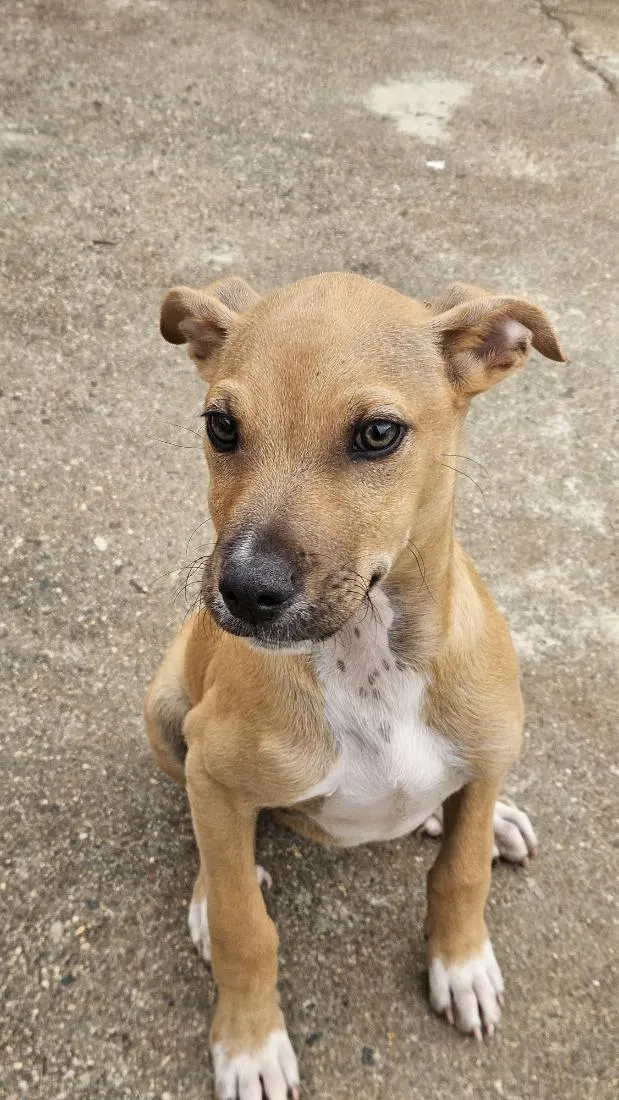 Cachorro raça SRD-ViraLata idade 2 a 6 meses nome Shaq
