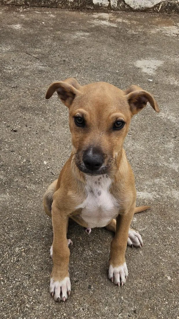 Cachorro raça SRD-ViraLata idade 2 a 6 meses nome Shaq