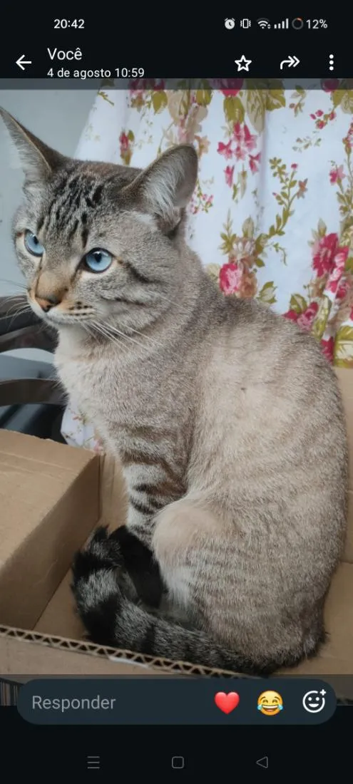 Gato raça Siamês idade 4 anos nome Simon Siqueira