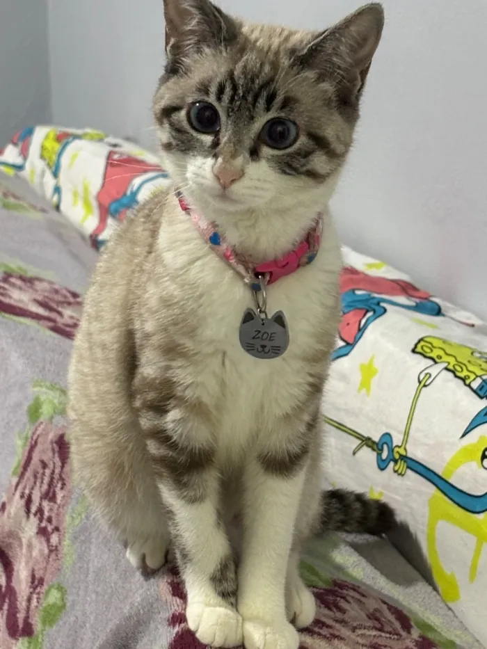 Gato raça Siamês idade 2 a 6 meses nome Zoe 