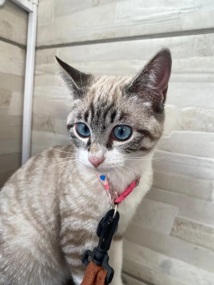 Gato raça Siamês idade 2 a 6 meses nome Zoe 