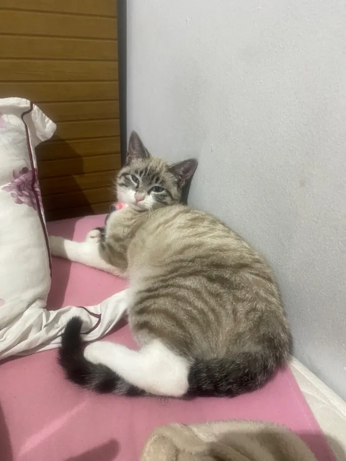 Gato raça Siamês idade 2 a 6 meses nome Zoe 
