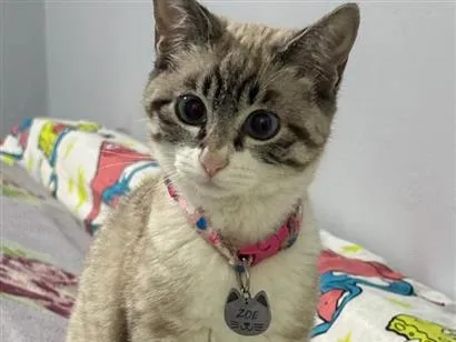 Gato raça Siamês idade 2 a 6 meses nome Zoe 