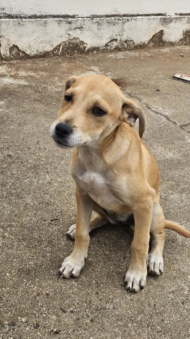Cachorro raça SRD-ViraLata idade 2 a 6 meses nome Cheddar