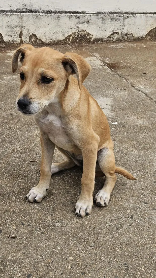 Cachorro raça SRD-ViraLata idade 2 a 6 meses nome Cheddar