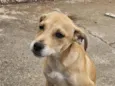 Cheddar