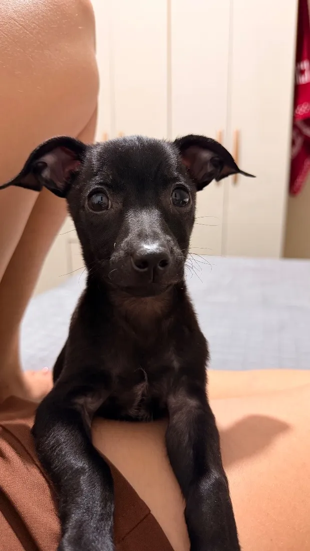 Cachorro raça Pinscher idade 2 a 6 meses nome Luck