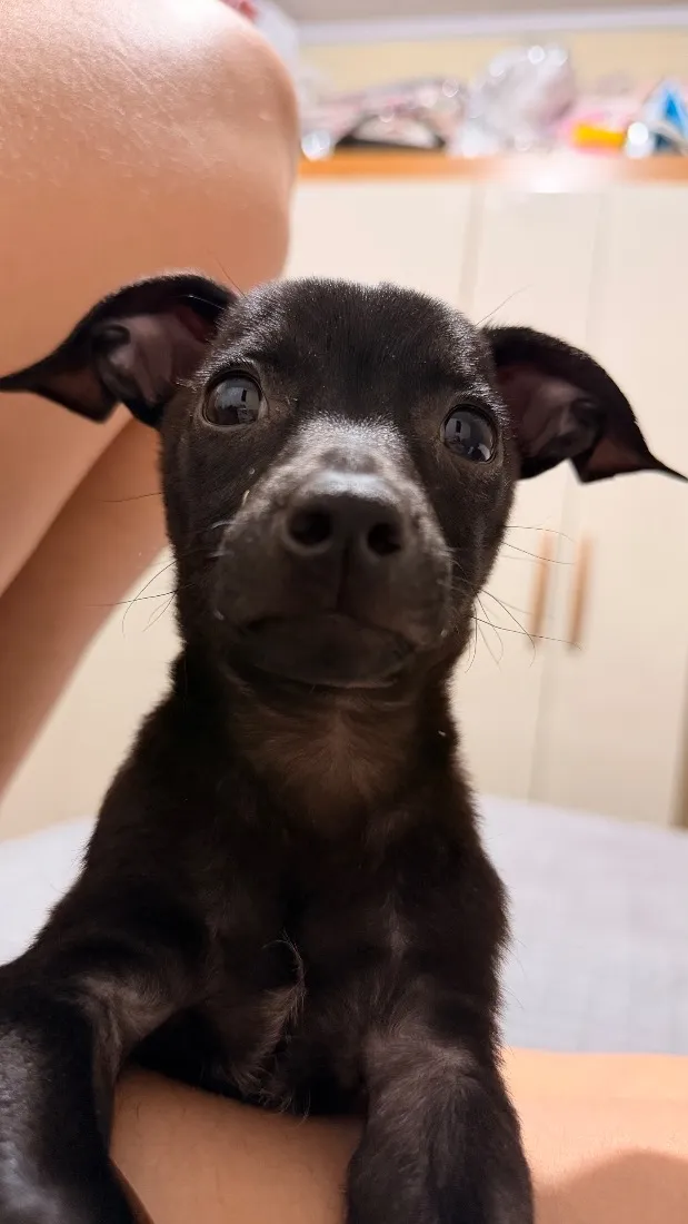 Cachorro raça Pinscher idade 2 a 6 meses nome Luck