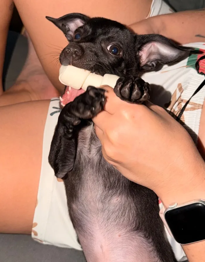 Cachorro raça Pinscher idade 2 a 6 meses nome Luck