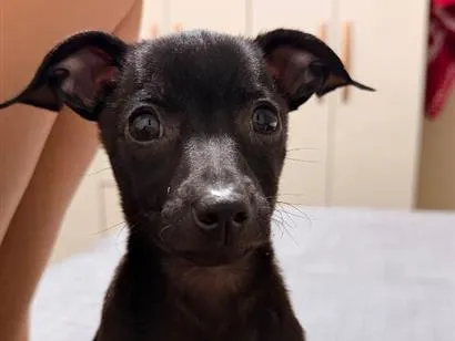 Cachorro raça Pinscher idade 2 a 6 meses nome Luck