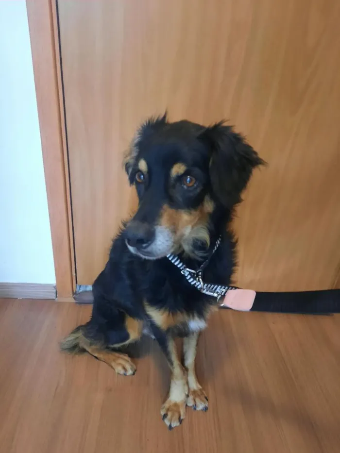 Cachorro raça SRD-ViraLata idade 5 anos nome Tobias