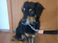 Tobias