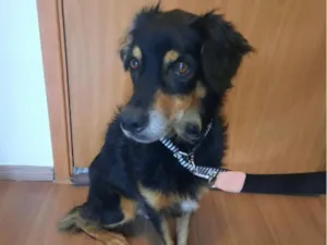 Cachorro raça SRD-ViraLata idade 5 anos nome Tobias