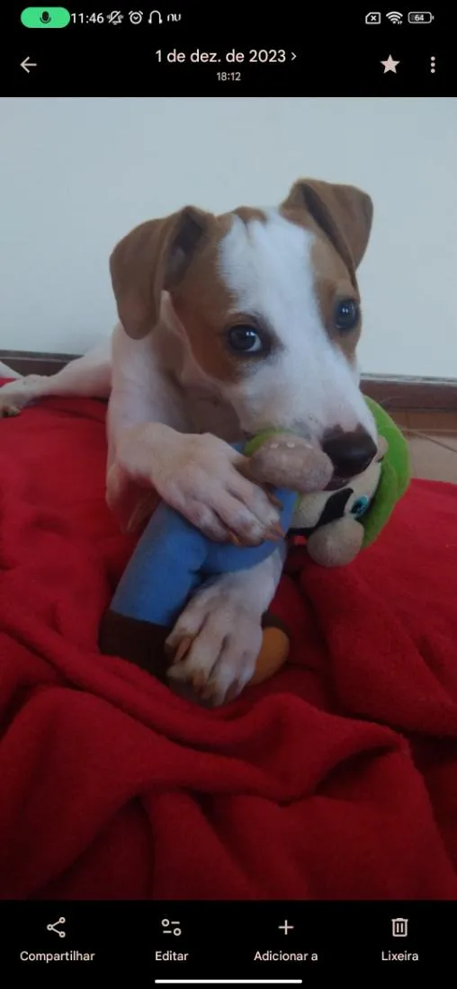 Cachorro raça SRD-ViraLata idade 3 anos nome Lana