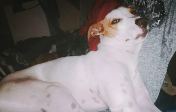 Cachorro raça SRD-ViraLata idade 3 anos nome Lana