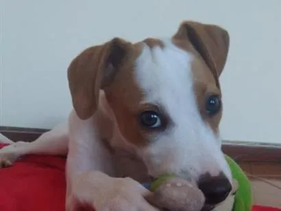 Cachorro raça SRD-ViraLata idade 3 anos nome Lana