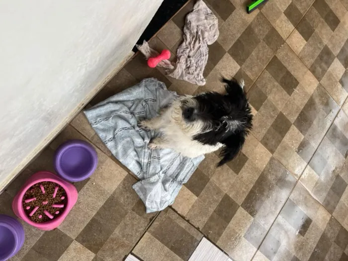 Cachorro raça SRD-ViraLata idade 2 a 6 meses nome kira