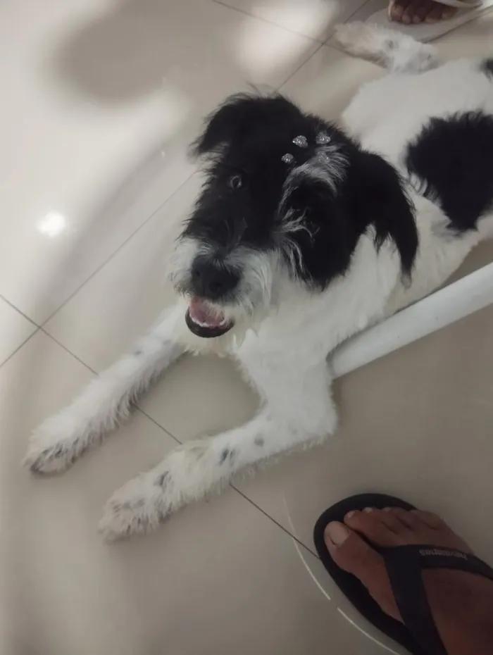 Cachorro raça SRD-ViraLata idade 2 a 6 meses nome kira