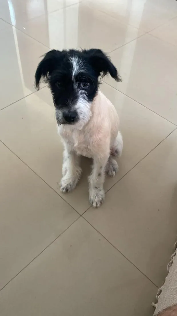 Cachorro raça SRD-ViraLata idade 2 a 6 meses nome kira
