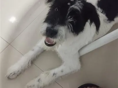 Cachorro raça SRD-ViraLata idade 2 a 6 meses nome kira