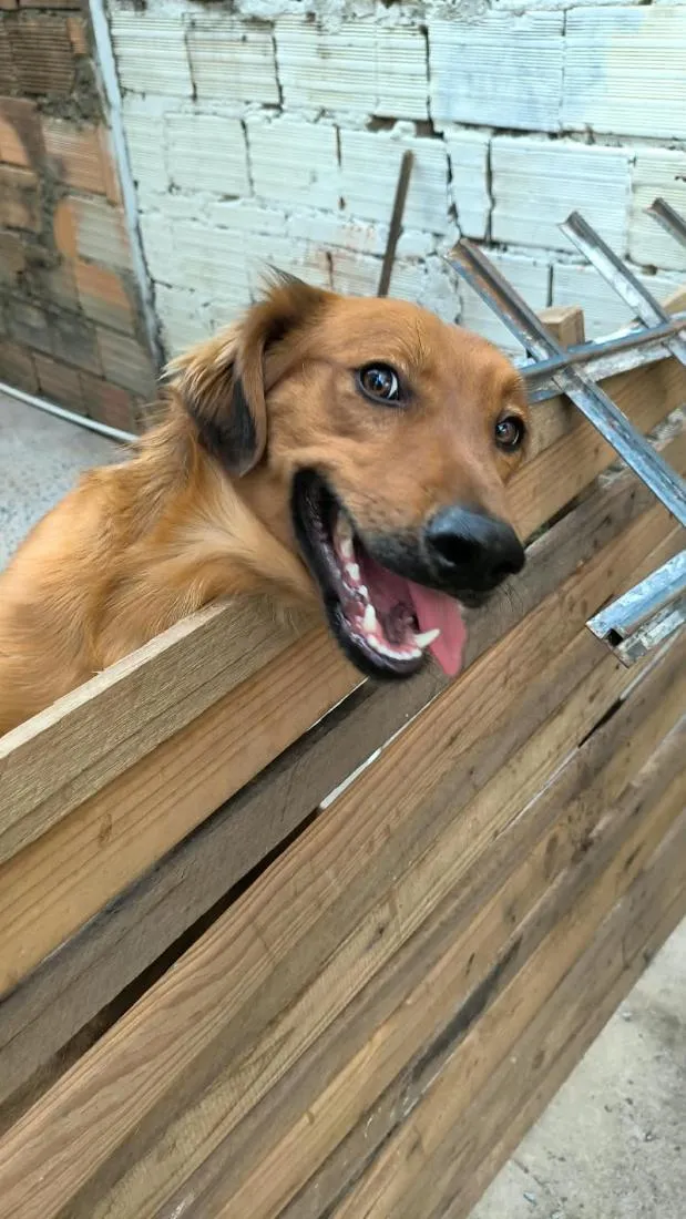 Cachorro raça SRD-ViraLata idade 1 ano nome Maui
