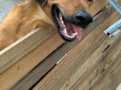 Cachorro raça SRD-ViraLata idade 1 ano nome Maui