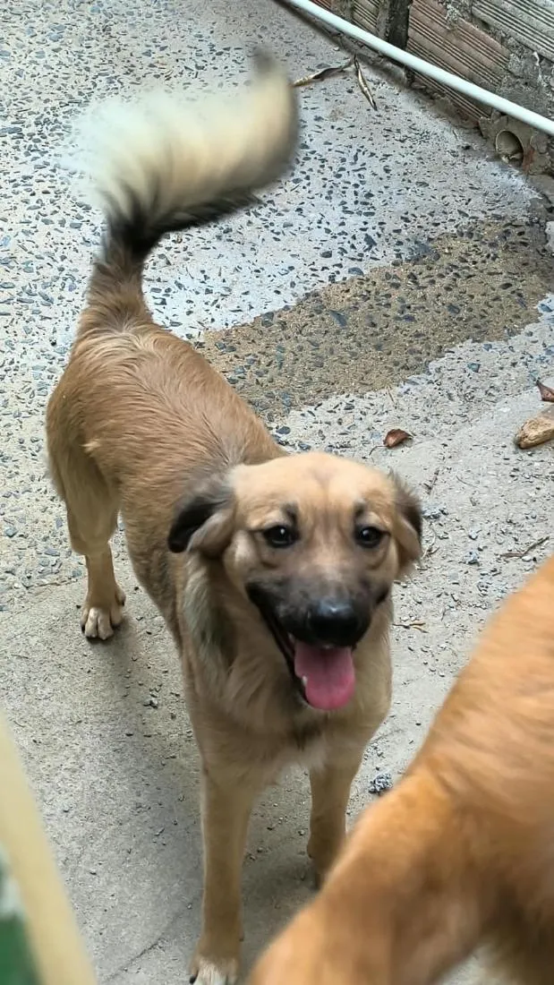 Cachorro raça SRD-ViraLata idade 1 ano nome Cookie