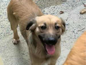 Cachorro raça SRD-ViraLata idade 1 ano nome Cookie