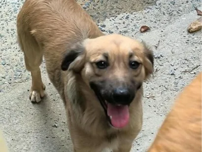Cachorro raça SRD-ViraLata idade 1 ano nome Cookie