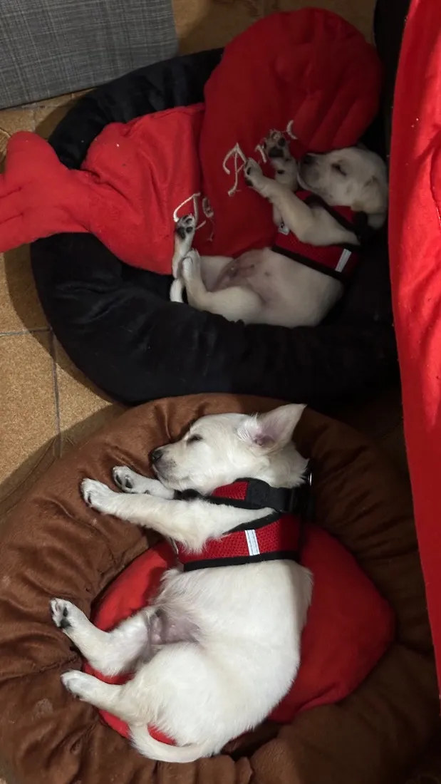 Cachorro raça SRD-ViraLata idade 2 a 6 meses nome Bob e Huk