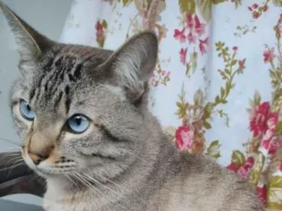 Gato raça Siamês idade 4 anos nome Simon Siqueira