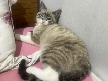 Gato raça Siamês idade 2 a 6 meses nome Zoe 