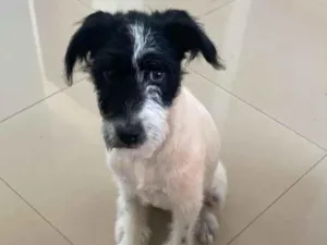Cachorro raça SRD-ViraLata idade 2 a 6 meses nome kira